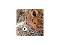Birchwood Casey Pregame Squirrel Target, 12"x18", 8ct